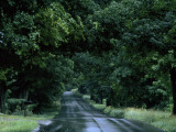 Buy Sugar Maples Shade a Quite Country Road on the Gonyaw Farm in Summer at AllPosters.com