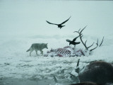 Buy An Elk Carcass Becomes a Snowy Buffet for a Coyote and Two Ravens at AllPosters.com