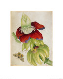 Buy Plant at AllPosters.com