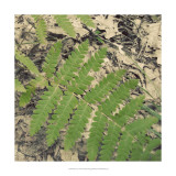 Buy Shady Grove VI at AllPosters.com