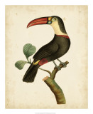Buy Nodder Tropical Bird III at AllPosters.com