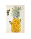 Buy Pineapple at AllPosters.com