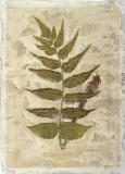 Buy Fern Fresco III at AllPosters.com