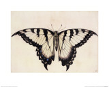 Buy Tiger Swallowtail Butterfly at AllPosters.com