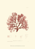 Nature Print in Coral II