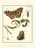 Butterfly Metamorphosis II