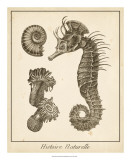 Seahorse Study I