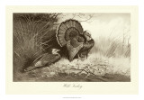 Wild Turkey