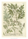 Buy Weinmann's Garden II at AllPosters.com