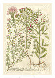 Buy Weinmann's Garden I at AllPosters.com