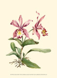 Pink Cattleya Orchid