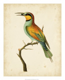 Buy Nodder Tropical Bird I at AllPosters.com