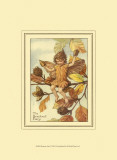 The Beechnut Fairy