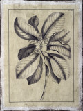 Buy Embellished Antique Foliage II at AllPosters.com