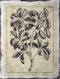 Buy Embellished Antique Foliage I at AllPosters.com