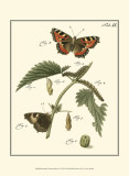 Butterfly Metamorphosis I