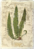 Buy Fern Fresco I at AllPosters.com