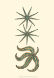 Buy Aquamarine Starfish II at AllPosters.com