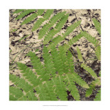 Buy Shady Grove V at AllPosters.com
