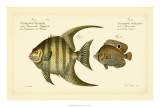 Antique Fish VI