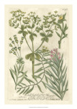 Buy Weinmann's Garden III at AllPosters.com
