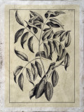 Buy Embellished Antique Foliage III at AllPosters.com