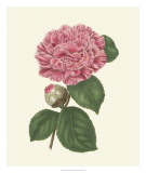 Buy Summer Blush I at AllPosters.com
