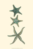 Buy Aquamarine Starfish I at AllPosters.com