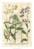 Buy Weinmann's Garden VI at AllPosters.com