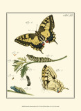 Butterfly Metamorphosis III