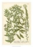 Buy Weinmann's Garden V at AllPosters.com