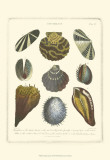 Buy Conchology Collection I at AllPosters.com