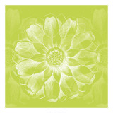 Buy Chromatic Rosette II at AllPosters.com