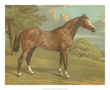 Buy Cassell's Thoroughbred I at AllPosters.com