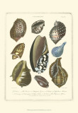 Buy Conchology Collection II at AllPosters.com