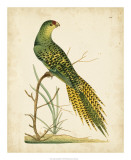 Buy Nodder Tropical Bird IV at AllPosters.com