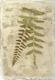 Buy Fern Fresco II at AllPosters.com