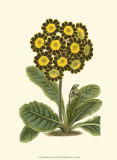 Antique Primula IV