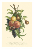 Buy Plentiful Fruits I at AllPosters.com