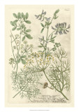 Buy Weinmann's Garden IV at AllPosters.com
