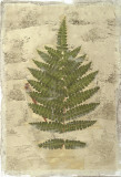 Buy Fern Fresco IV at AllPosters.com