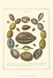 Buy Conchology Collection III at AllPosters.com