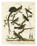 Buy Ornithology I at AllPosters.com