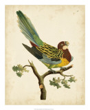 Buy Nodder Tropical Bird II at AllPosters.com