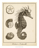 Seahorse Study II