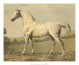 Buy Cassell's Thoroughbred II at AllPosters.com