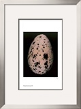 Buy Egg I at AllPosters.com