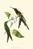 Delicate Hummingbird III