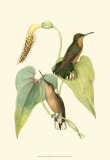 Delicate Hummingbird II