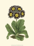 Antique Primula I